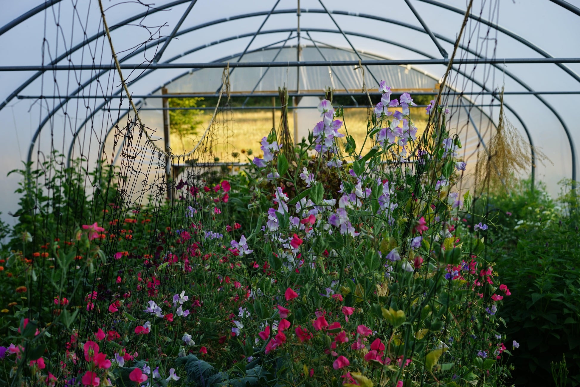 Field to vase morning - July 20 2024 - Outbloom flower farm