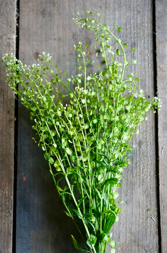 Thlaspi (Pennycress)