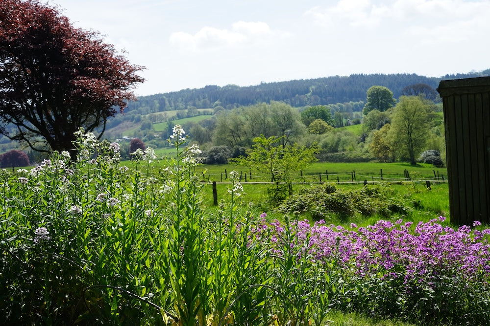 Field to vase morning - May 2nd 2026