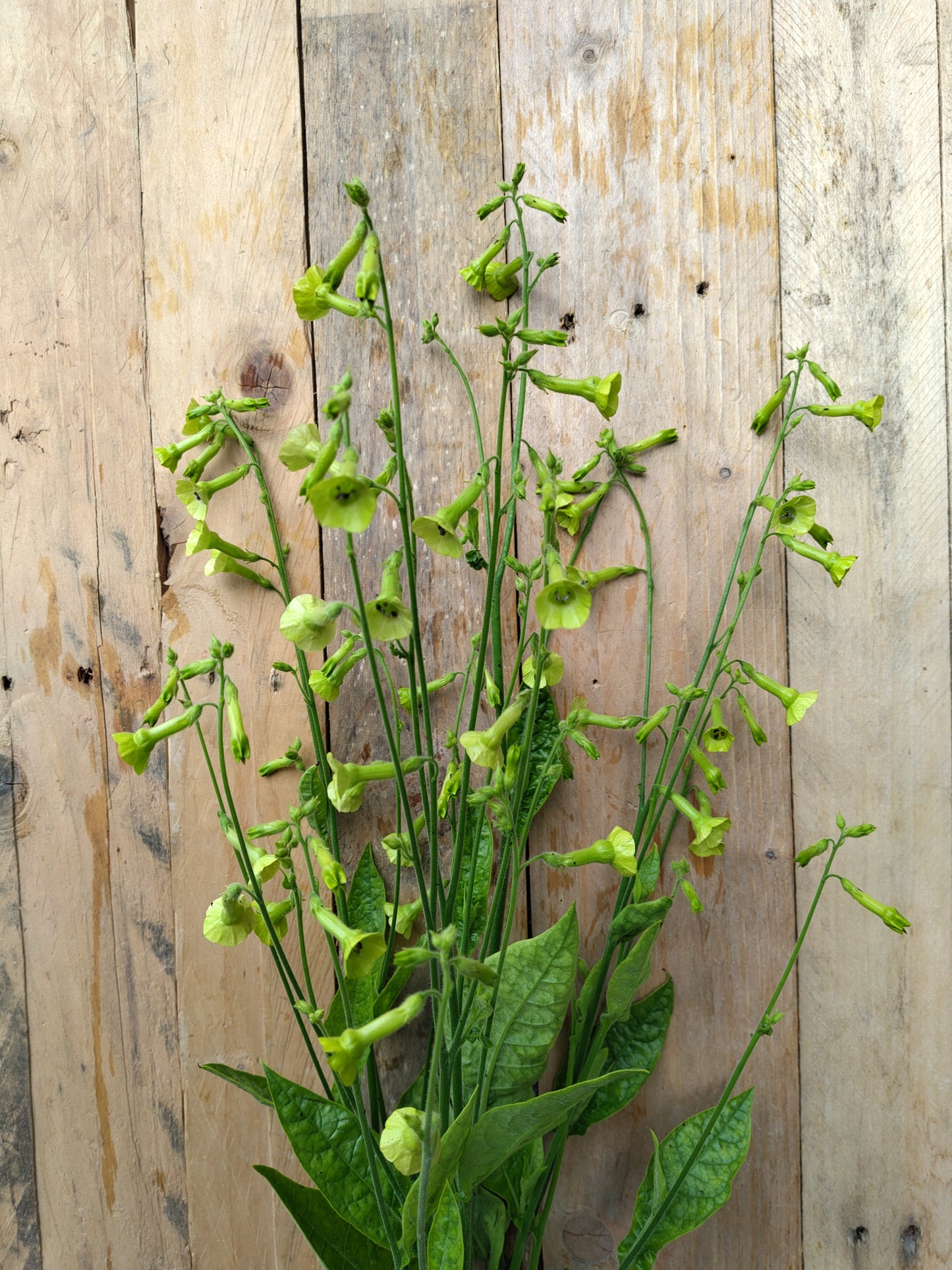 Nicotiana