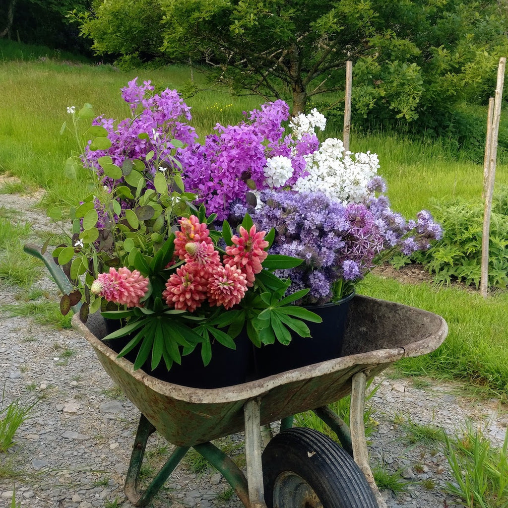Mixed flower bucket