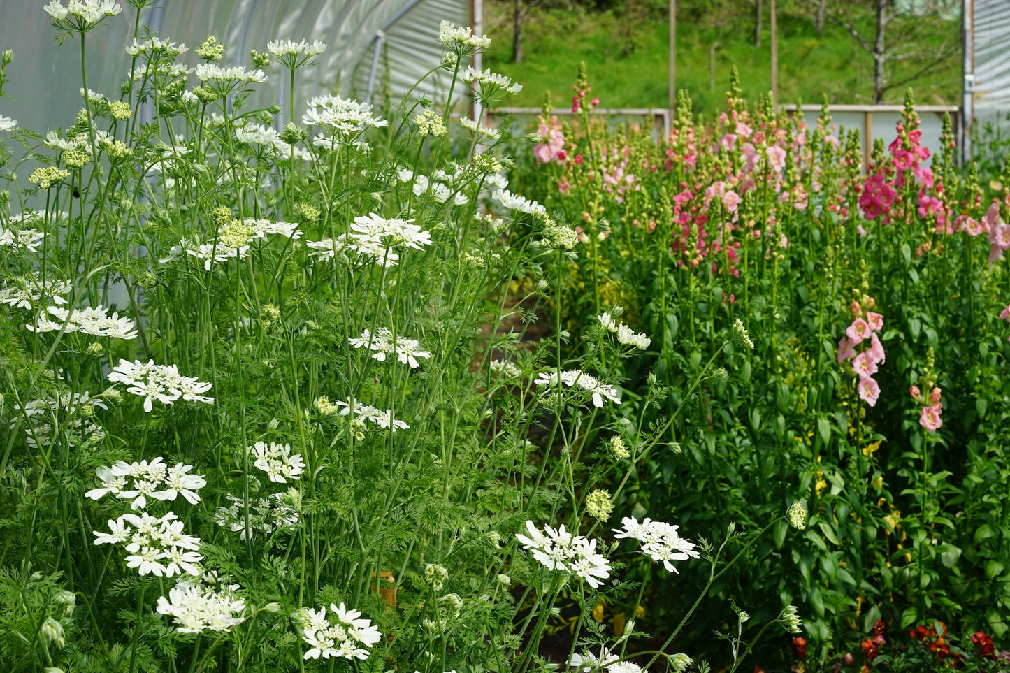 Field to vase morning - May 24 2025