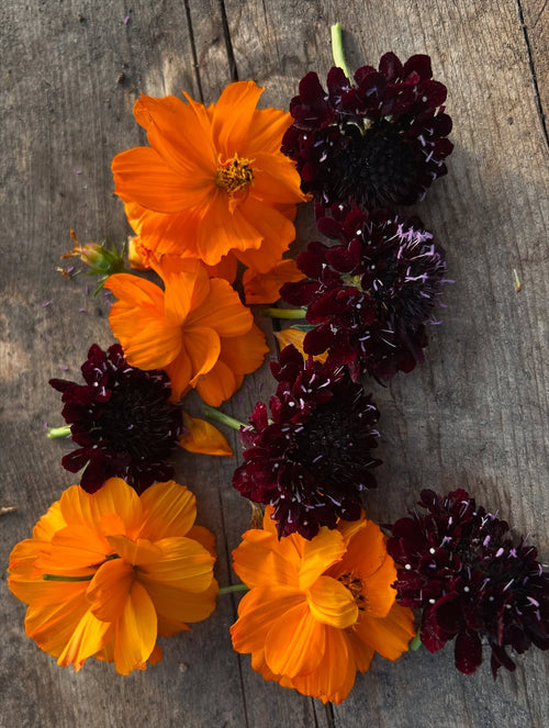Botanical Bundle Dyeing on Wool and Cotton with Maeve Moran - September 20 2026