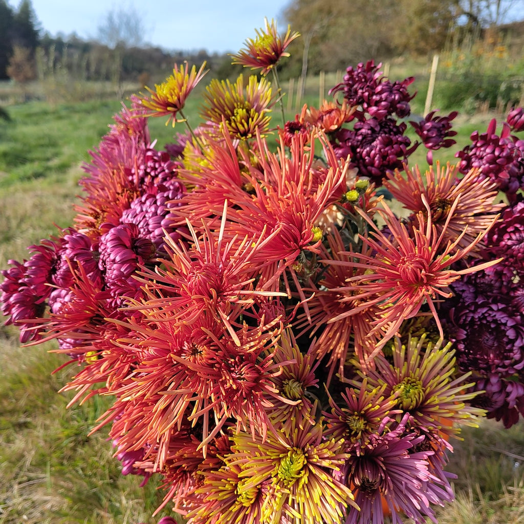 A gift of flowers - Gift Voucher