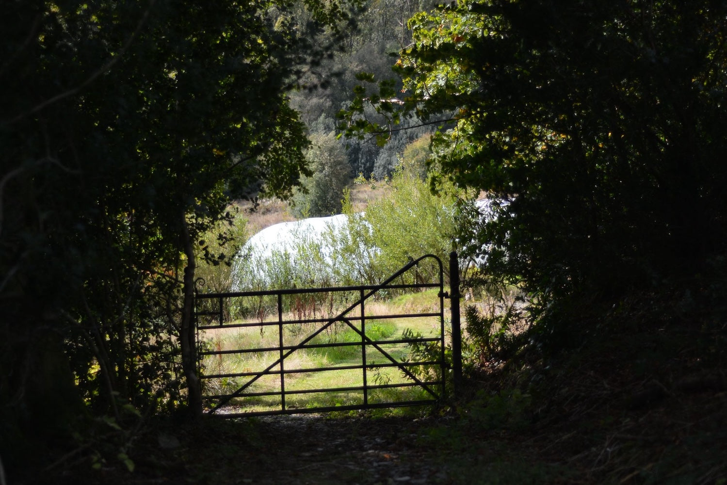 Field to vase morning - July 25 2026