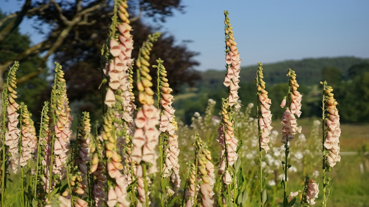 Field to vase morning - June 28 2025